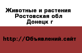  Животные и растения. Ростовская обл.,Донецк г.